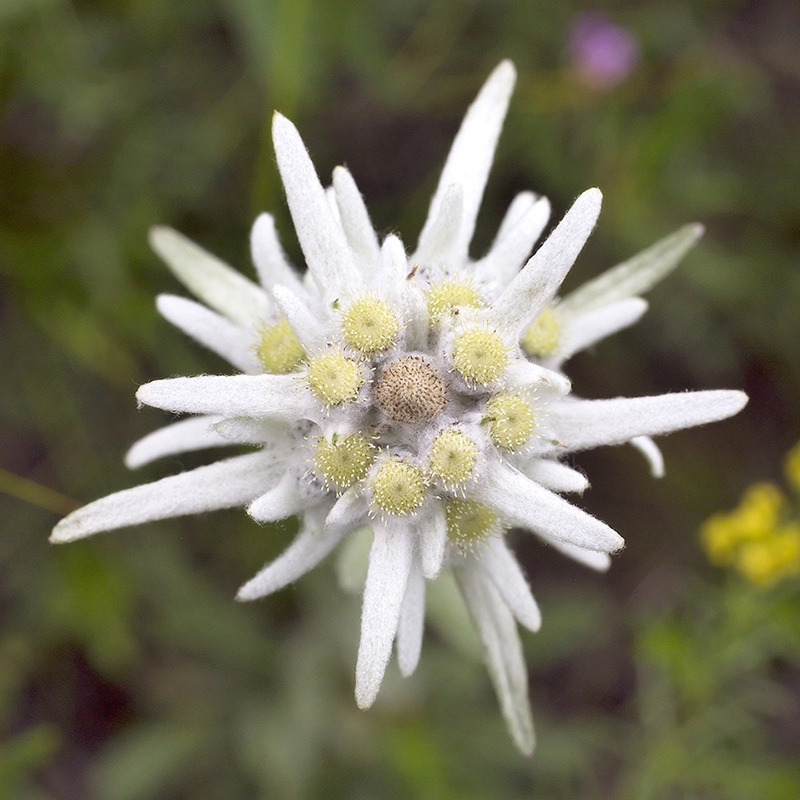 flower viewing tour destination Mongolia